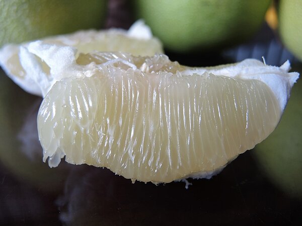 雲林斗六文旦品質佳,果農朱清輝的文旦在台北第二果菜市場拍賣出每公斤900元的價格,甚至有日人慕名來參觀。記者陳雅玲/攝影