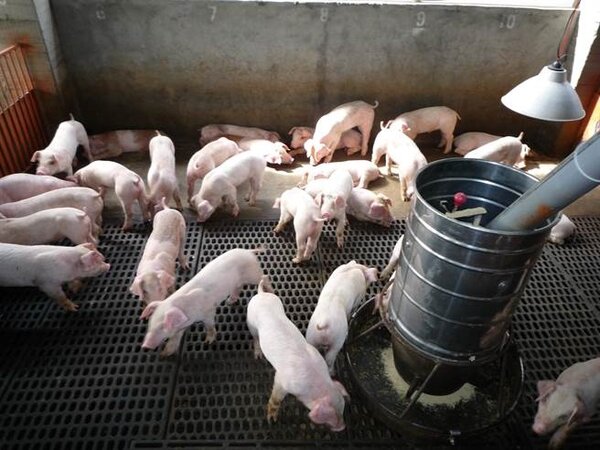 非洲豬瘟疫情在中國大陸蔓延開來，台灣防疫首重防堵於境外。（農委會畜牧處提供）
