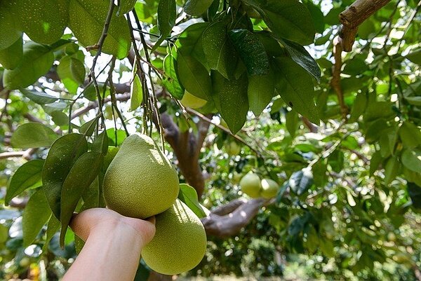 台灣東西部、北區等三大產區的文旦柚各有特色。圖/農委會提供