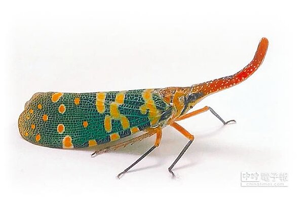 農業有害生物「龍眼雞蟬」,今年8月被民眾發現現蹤新北市,行政院農業委員會動植物防疫檢疫局8月底接獲民眾反應後,啟動緊急防治機制。(農業局提供)