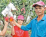 斷水術奏效　愛文芒果2月上市