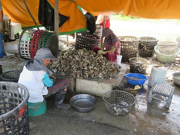 秋節將近,嘉義縣823水災農漁畜災情慘重,所幸秋節烤肉熱門食材海上放養的蚵棚,以及文蛤池,受災輕微,帶殼牡蠣及文蛤價格微幅上揚,圖為蚵農忙剖蚵。記者魯永明/攝影