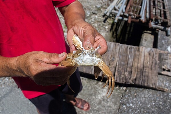江少乾說,用天然山泉水、天然飼料養出的大閘蟹其蟹鰓乾淨。記者蔡翼謙/攝影