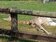 頑皮世界猝死長頸鹿　是台北動物園「借殖」到台南