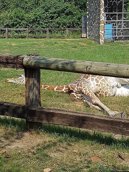 台南市頑皮世界動物園下午傳出長頸鹿猝死,園方將解剖釐清。圖/翻攝自爆料公社