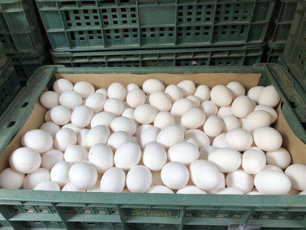 農委會推估，恐到年底前蛋價都不會平穩。記者彭宣雅／攝影