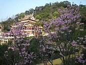 搭貓纜賞花　指南宮、貓空春花綻放