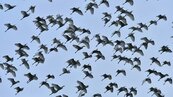 潭美逼近「萬鷺朝鳳」大爆發　數萬鳥兒趕路避颱