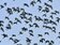 潭美逼近「萬鷺朝鳳」大爆發　數萬鳥兒趕路避颱