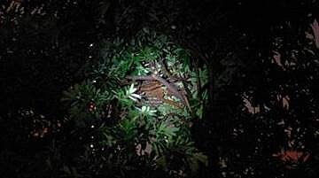 北一女的虎頭蜂窩,兩顆籃球大。(北市消防局提供)