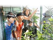 一隻黃裳鳳蝶　開啟一座生態花園