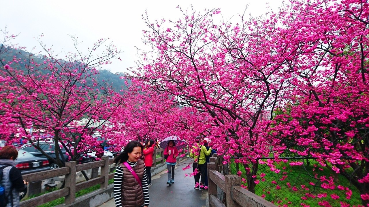 中市建設局提賞花追樹的6大旅遊路線，遊客可配合不同花季的前來附近景點賞花。記者黑中亮／攝影