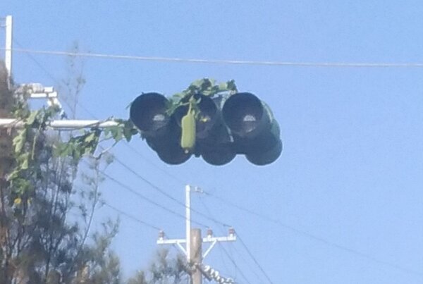 嘉義縣東石鄉一位鄉民拍到紅綠燈上竟長了絲瓜，令人噴飯。 圖／網友授權使用