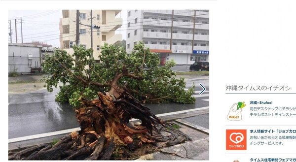 沖繩縣南城市一棵路樹被吹斷。取自沖繩時報網站