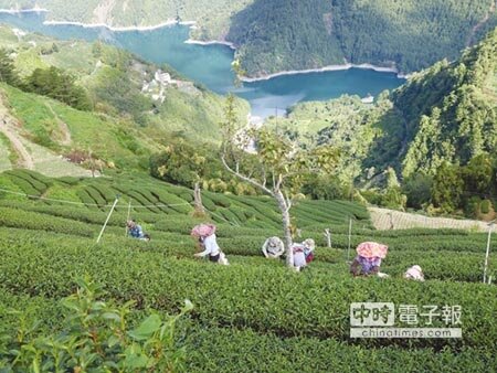農糧署將在本月6日登場的茶博會，推介包括百年茶莊，及高山茶莊等地，提供民眾輕旅行的好去處。圖／劉朱松 