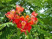 重回府城鳳凰　議員建議廣植鳳凰木小樹苗