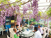 梅山瑞里紫藤花開　螢火蟲現蹤