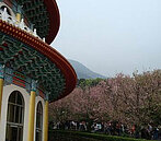 去天元宮賞櫻　避開交管不掃興