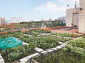 高雄整合治水　推屋頂綠化