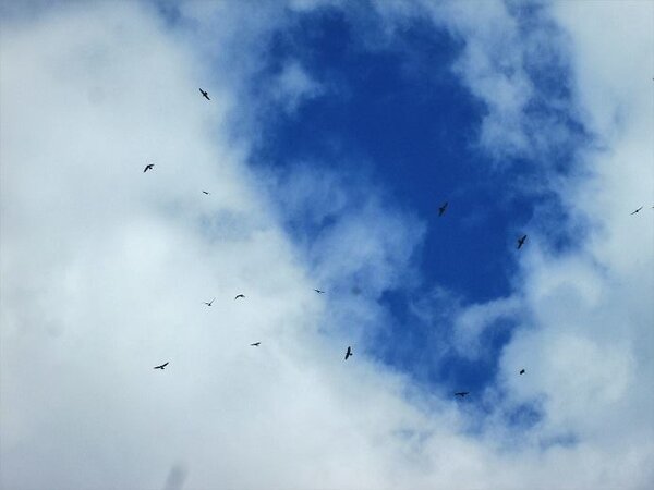 基隆鳥會觀察到204隻灰面鵟鷹分五群，由基隆嶼海面低飛至和平島東砲台再轉祥豐街方向，十分壯觀。圖／沈振中老師提供
