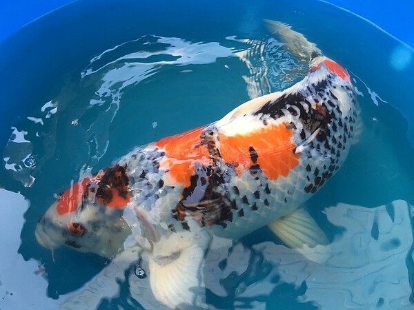 雲林縣欣昌錦鯉養殖場總經理、華錦顧問董事長鍾瑩瑩上周以2億300萬元日幣的天價,標下一隻名為「S傳說」的世界錦鯉之王,其父親鍾英哲表示,錦鯉就像水裡的一幅畫,值得細細欣賞。 記者陳雅玲/攝影