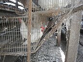 義進金涉嫌賣問題蛋　彰化蛋雞場暫停出貨