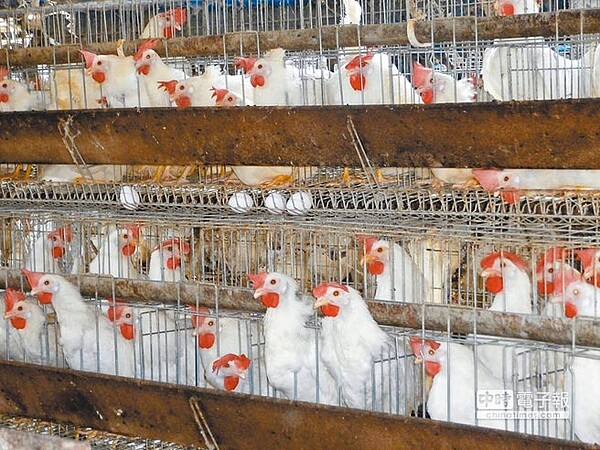 義進金公司所賣的雞蛋被指為問題蛋,9日義進金公司位於彰化縣芳苑鄉蛋雞場內的蛋雞仍正常下蛋,不過已無法出貨。圖為雞場內情形。(中央社)