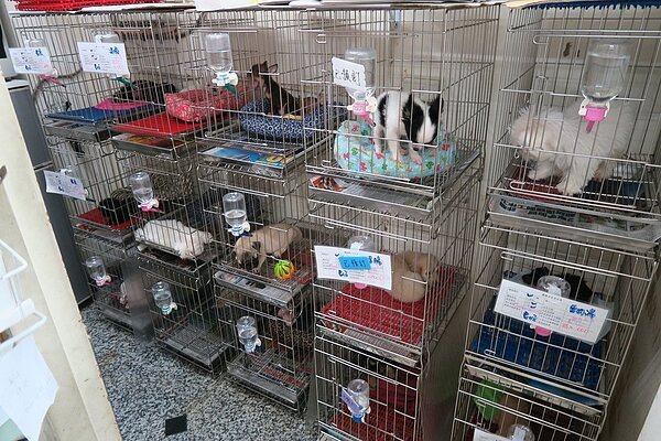 台灣寵物業管理流於形式,無量業者成國內流浪動物一大源頭。圖/聯合新聞網