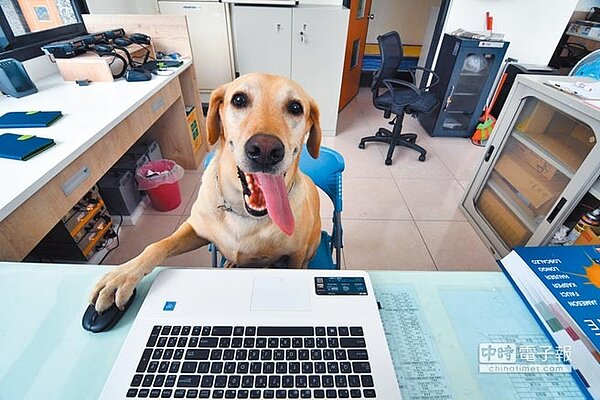 台東搜救犬「健康」按滑鼠緊盯選情,超萌模樣讓牠的人氣暴漲。(莊哲權攝)