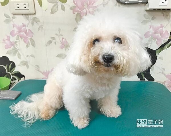 新竹地區有隻9歲大的母比熊犬「粉圓」，因雙眼失明無人認養，目前由員工照顧，急待好主人出現。（陳育賢攝）