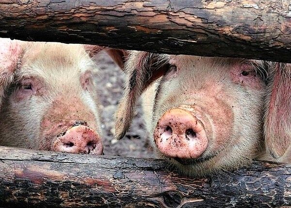 中國大陸非洲豬瘟疫情持續擴大,甘肅爆發疫情,使疫區擴大到24省市。(新浪網照片)