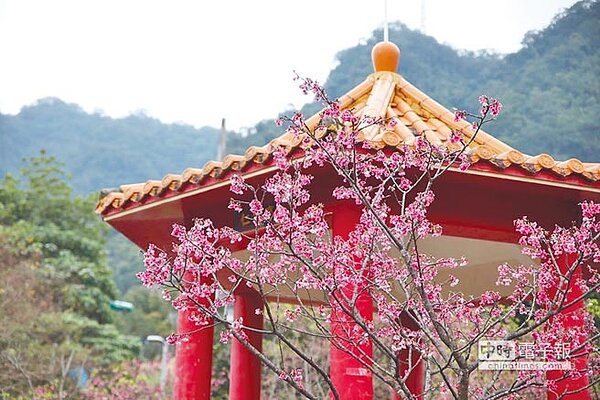 2019新北市櫻花季從1月底開跑,若未來氣候穩定、且無連續下雨,下周起各地區山櫻花將陸續綻放,圖為新店屈尺公園去年山櫻花花況。(譚宇哲翻攝)