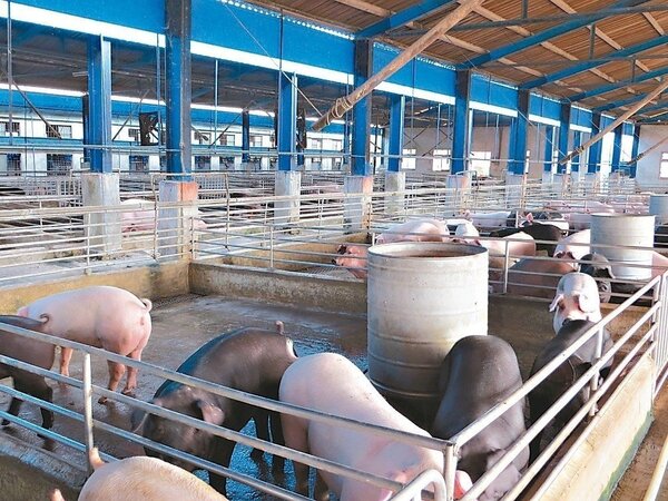 高雄市的養豬場昨天起禁止餵食廚餘，全面改用飼料。 圖／高雄市農業局提供

