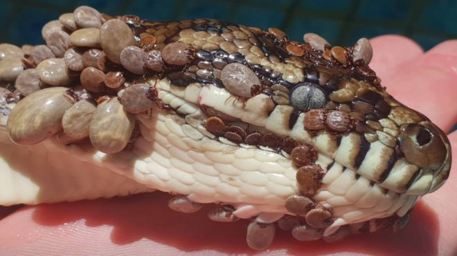 澳洲昆士蘭一條大蟒蛇身上爬滿壁蝨，嚇壞不少民眾。翻攝「GOLD COAST AND BRISBANE SNAKE CATCHER」臉書