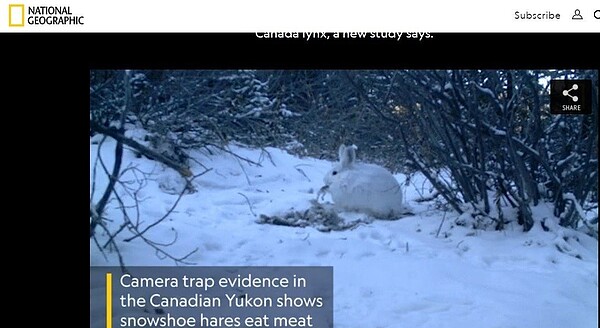 研究人員在加拿大拍攝到兔子啃食動物屍體的影像。(取自國家地理雜誌官網)