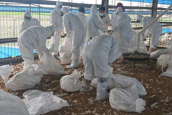 雲林又有確診禽流感疫情，防疫人員非常忙碌。照片雲林防疫所提供