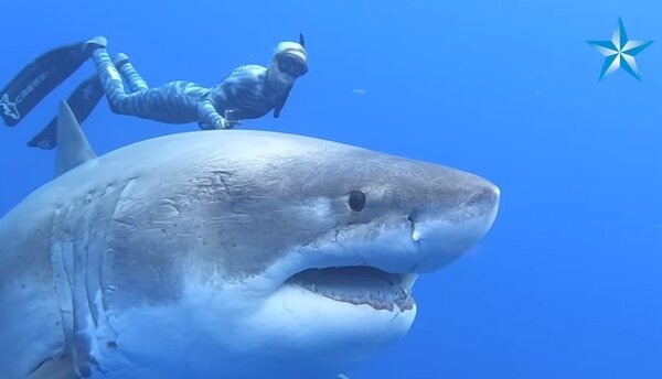 驚！史上最大白鯊現身夏威夷　爽吃鯨魚屍體(翻攝youtube)