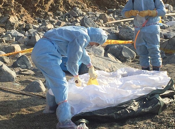 連江縣東莒犀牛嶼岸邊,17日發現一頭死豬屍體,確認驗出非洲豬瘟病毒核酸陽性。防檢局提供