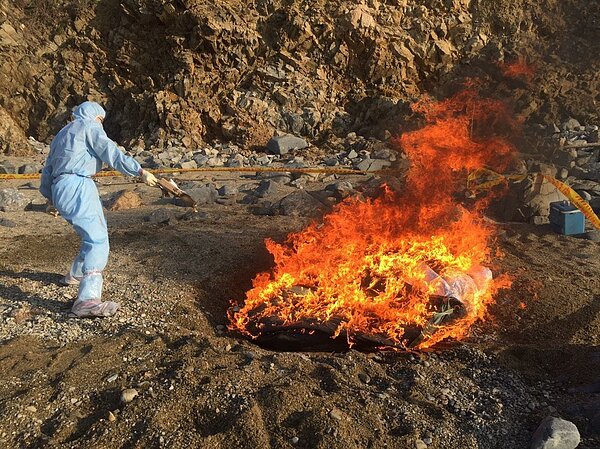連江縣東莒犀牛嶼岸際17日發現一頭漂流上岸的死亡豬隻，目前已由縣府人員將豬隻就地焚燒，並徹底消毒。圖／連江縣政府提供