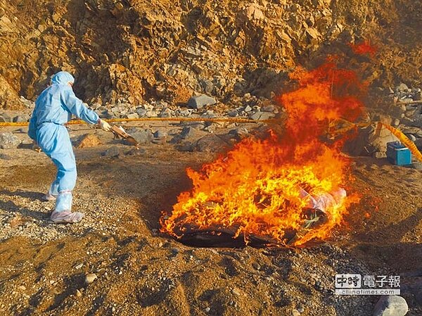 犀牛嶼海漂豬屍採樣後已燒毀掩埋。（農委會提供）