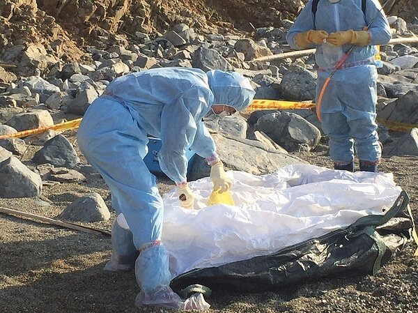 連江死豬處理現場。 圖／農委會提供
