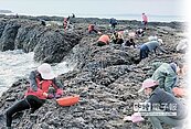 暖冬影響紫菜銳減　澎湖人嘆「歹年冬 」