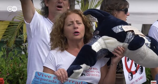 赫曼德茲放下殺子之仇，投入虎鯨保護活動。圖取自youtube