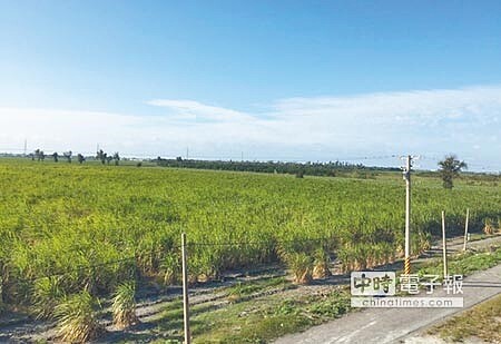 二林精密機械園區位於台糖萬興農場,22日環保署召開二階環評,環委不同意開發。(吳敏菁攝)