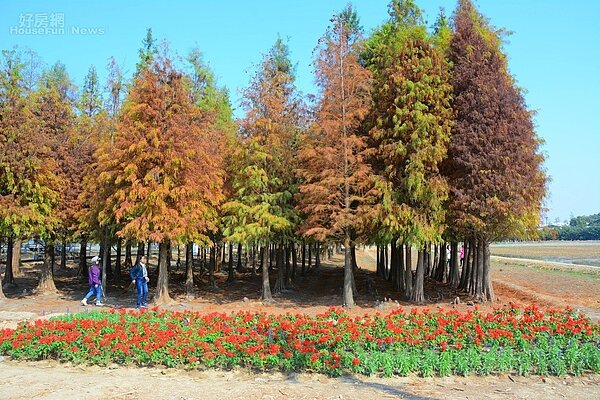 寒流氣溫下降,台南六甲落羽松陸續轉紅。記者吳淑玲/攝影