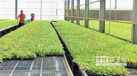 種苗業者認為政府必須祭出誘因,才能讓種苗業者都信服且願意配合提供灑種的數據。(周麗蘭攝)