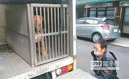 
咬死無辜流浪狗的比特犬，24日被基隆市動保所人員逮捕並往寵物銀行。（張穎齊攝）
 