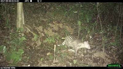 基隆鳥會在大武崙砲台，情人湖，外木山山區裝設的五部自動攝影機，都記錄到珍貴稀有的麝香貓穩定出現。圖／沈錦豐提供