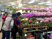花木批發市場　應景盆花開賣