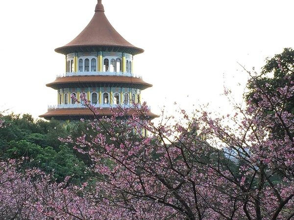 天元宮旁櫻花盛開。圖／黃靖惠攝